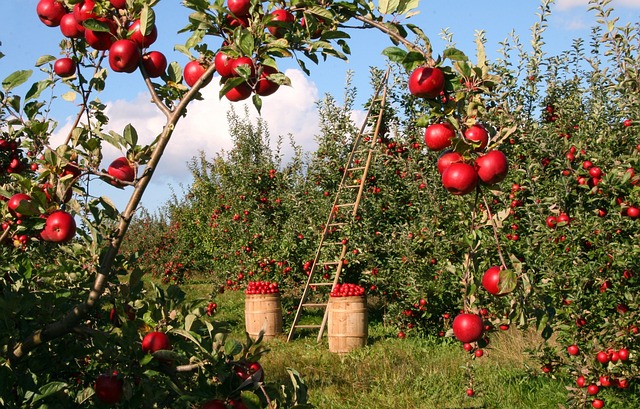biologisch eten ontrafeld: voordelen, milieu-impact, verschillen en certificering